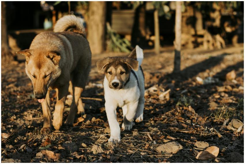 Close Up Dogs Walking