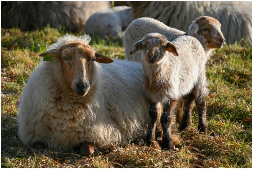 A peaceful scene of sheep and lambs in a sunlit fi