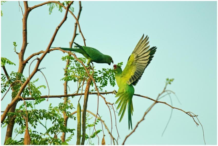 Two green parrots interacting on branches in a nat