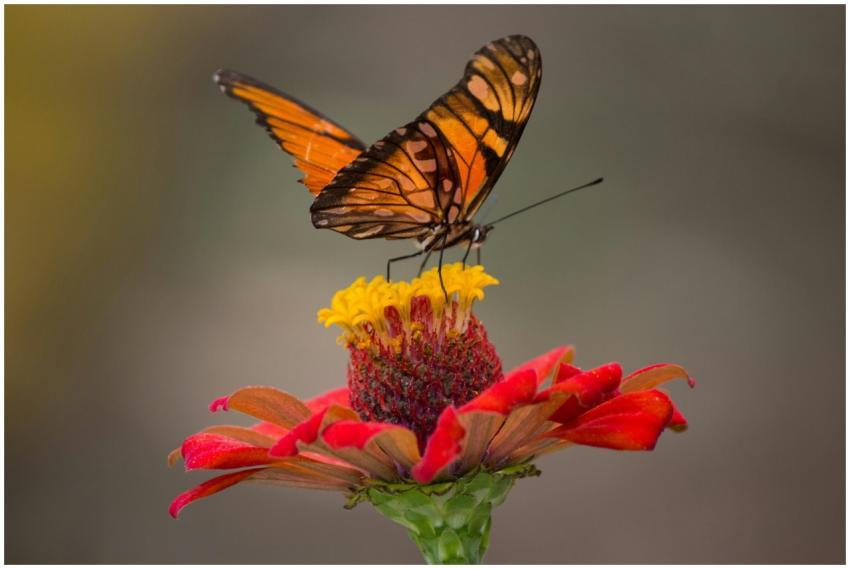 A vivid close-up of a butterfly perched on a vibra