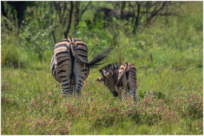 Two zebras, one adult and one young, feeding in a