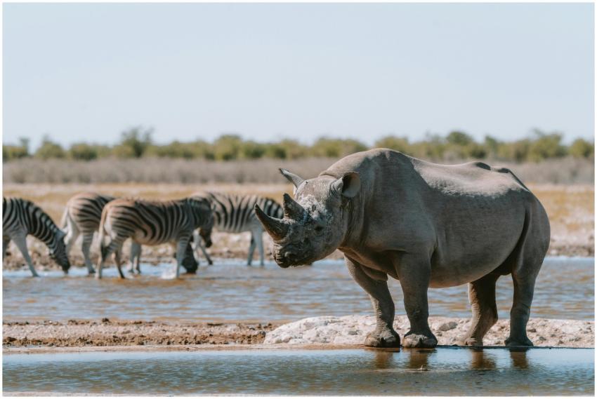 A stunning wildlife scene with rhinoceros and zebr