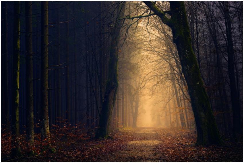 Explore the serene beauty of a misty forest path a
