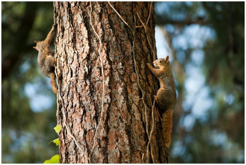 Two squirrels scurrying up a tree trunk in a fores