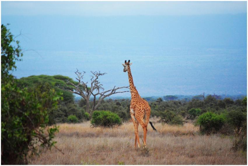 A tall giraffe wanders the vast savanna of Kenya,