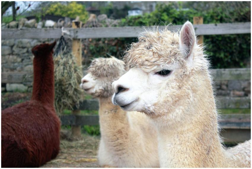 A close-up of llamas in a farm setting, showcasing