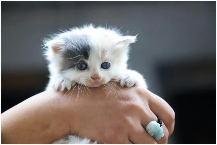 Cute grey and white kitten being held in a hand, s