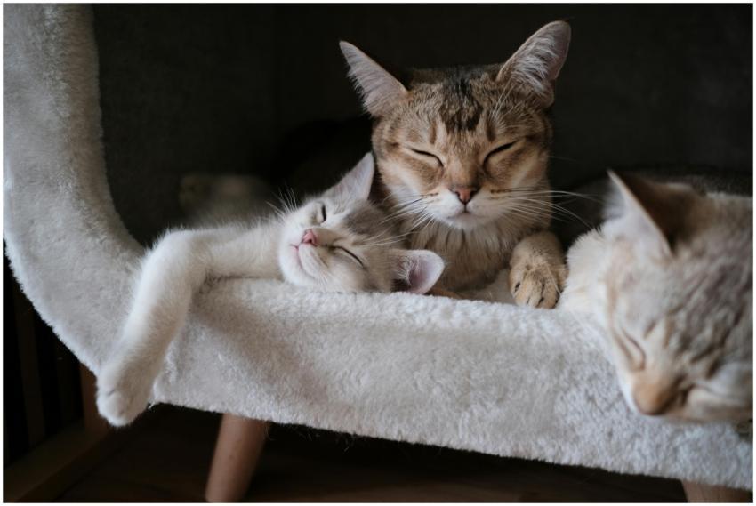 A trio of adorable tabby cats peacefully sleeping
