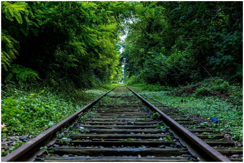 Serene green railway pathway overgrown with plants
