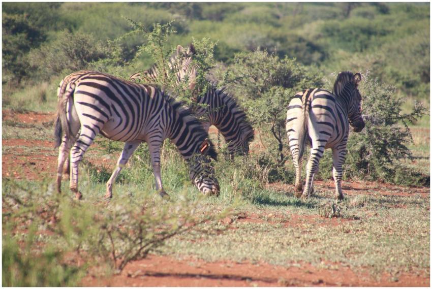 Zebras grazing in the wild savanna landscape, surr