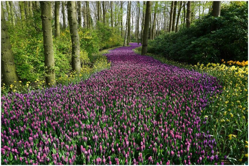 A vibrant pathway through blooming spring flowers