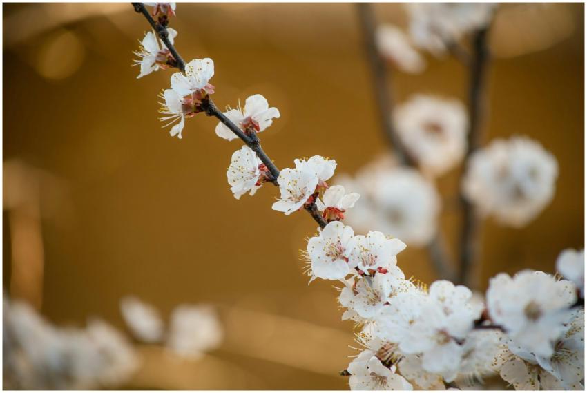 Close-up of cherry blossoms on a branch with a sof