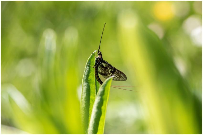 Close-up of a mayfly perched on a vibrant green le