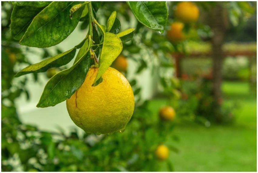 A vivid close-up of a ripe lemon hanging from a tr