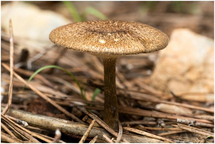 Macro shot of a Mycena mushroom surrounded by pine