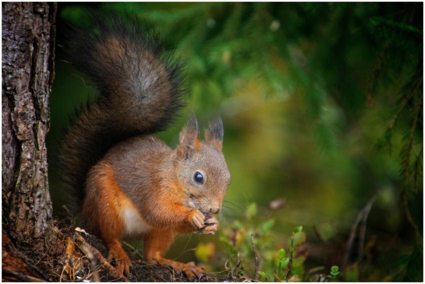 A detailed shot of a red squirrel enjoying a snack