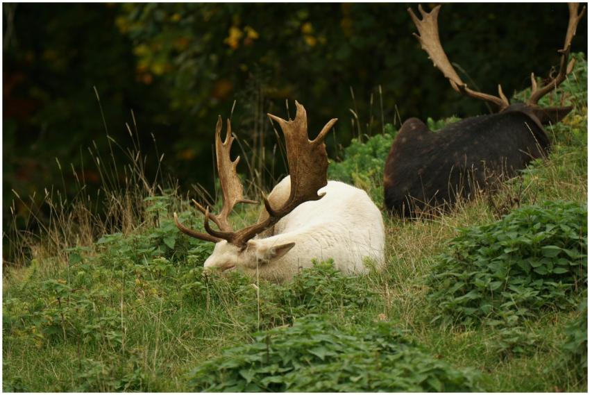 A pair of European fallow deer resting on lush gra