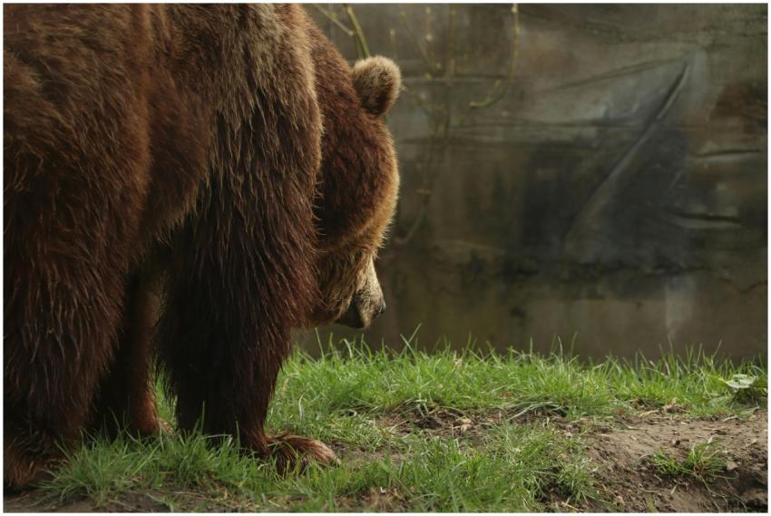 A solitary brown bear stands on lush grass, showca