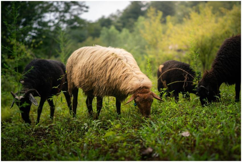 Free stock photo of agriculture, animals eating gr