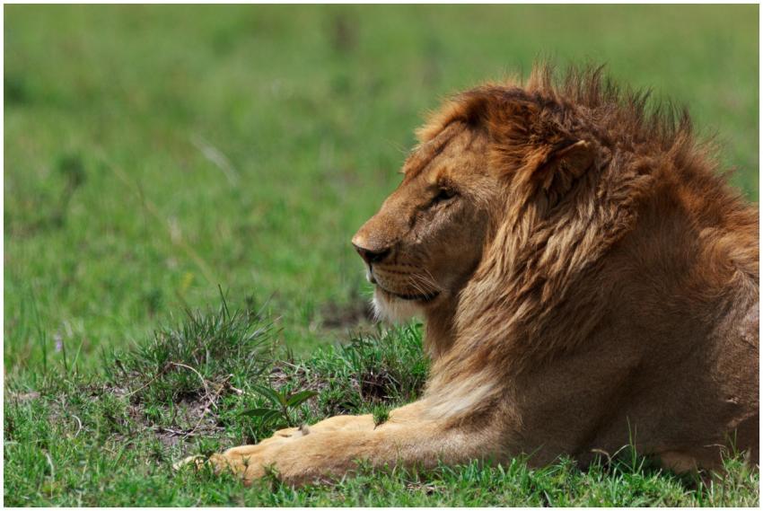 Close-up of a lion relaxing in a verdant African g