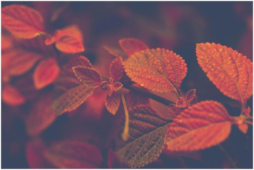 Macro photo capturing vibrant autumn leaves with d