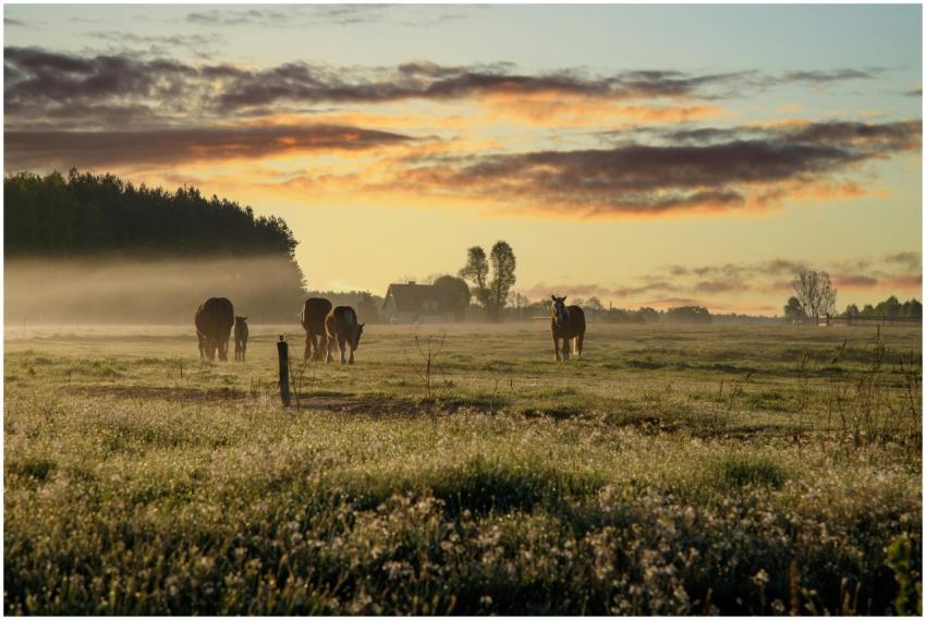 A serene view of horses grazing in a misty field a