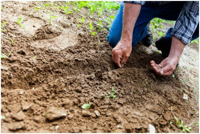 Close-up of a person planting seeds in soil, empha