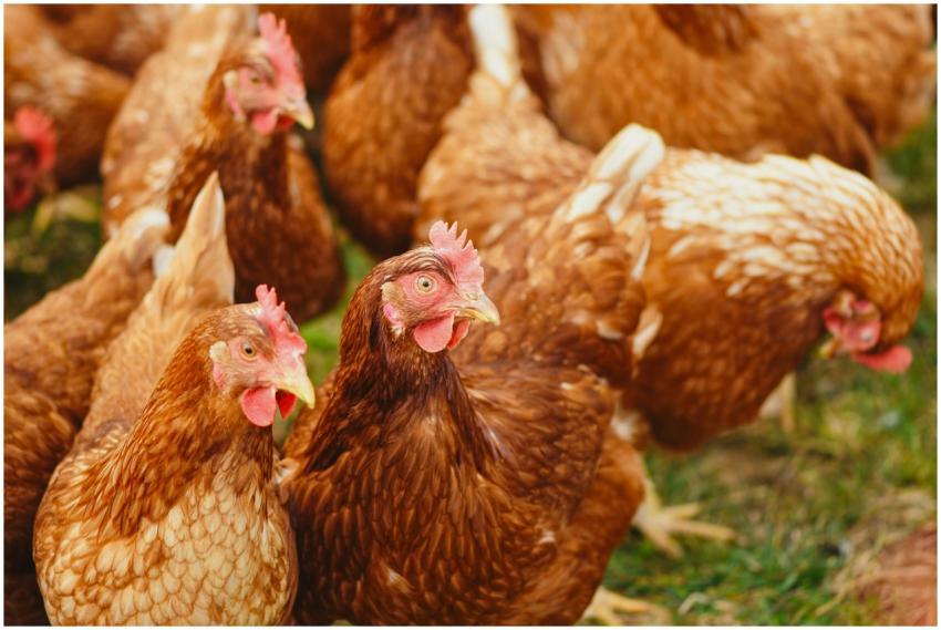 Close-up of brown chickens pecking in a sunny rura