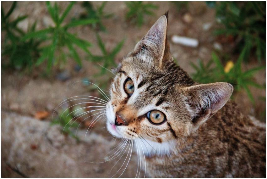 A captivating close-up of a tabby cat with strikin