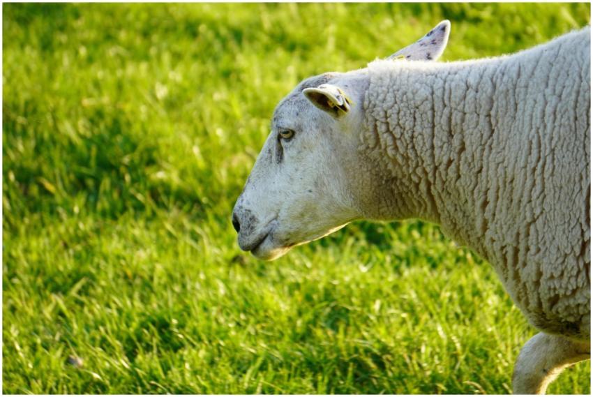 A serene image of a sheep grazing in a vibrant, su