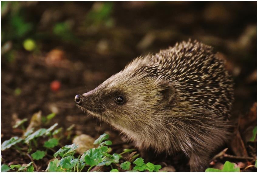 A cute hedgehog explores a vibrant autumn garden,