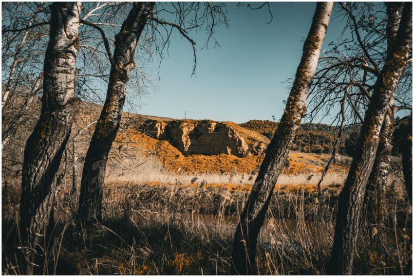 An enchanting autumn view of bare trees framing a