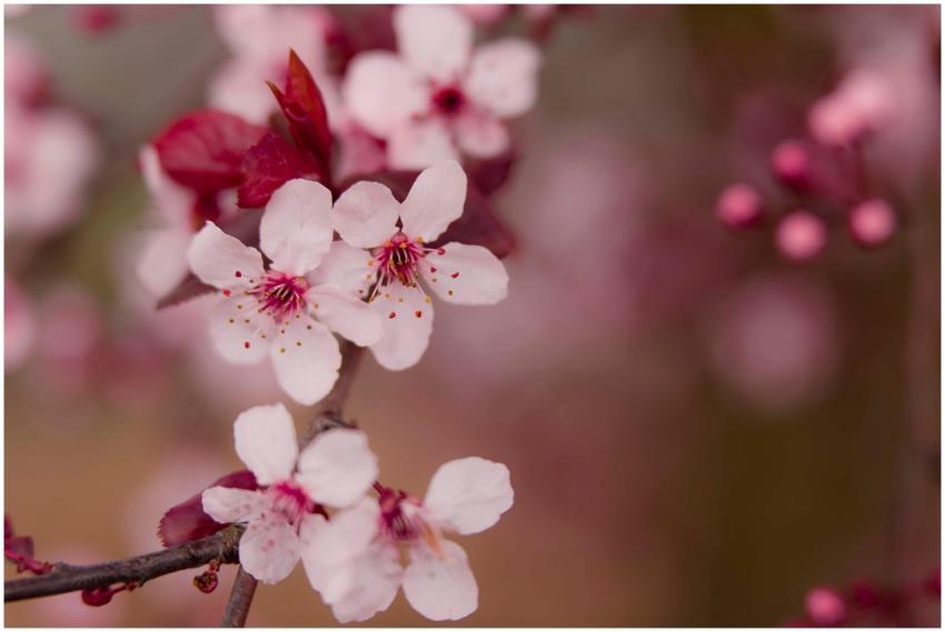 Close-up of delicate pink plum blossoms on a branc