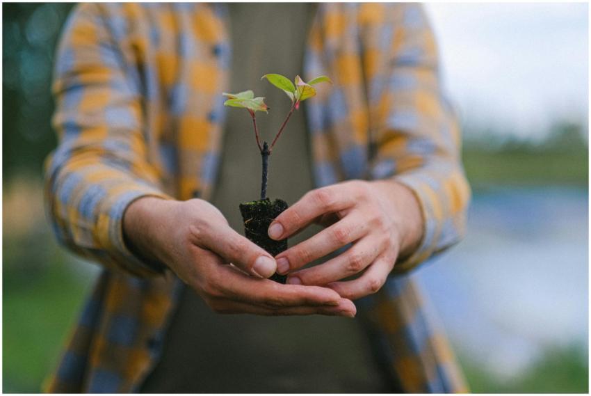 A close-up of hands gently holding a small seedlin