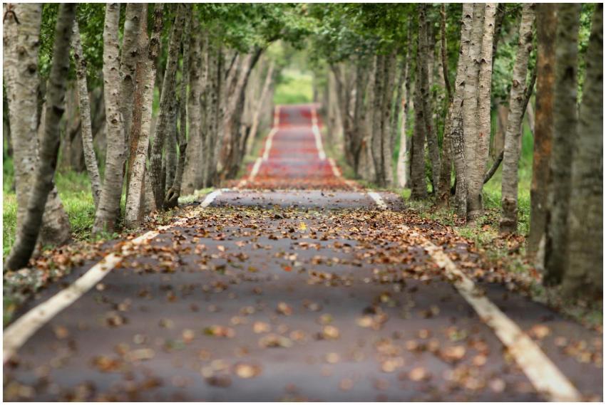 A tranquil, tree-lined pathway with fallen leaves,