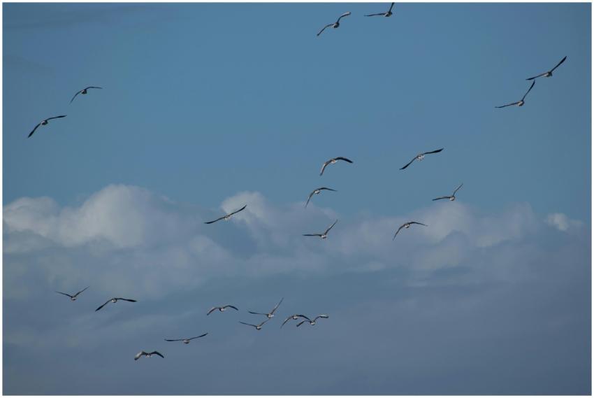 A flock of seagulls flying high against a backdrop