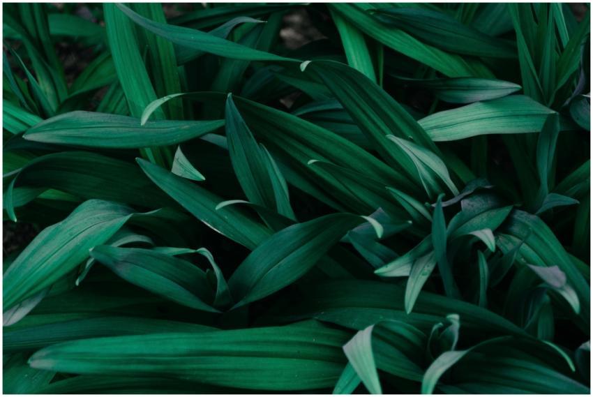 A detailed view of vibrant green leaves, ideal for