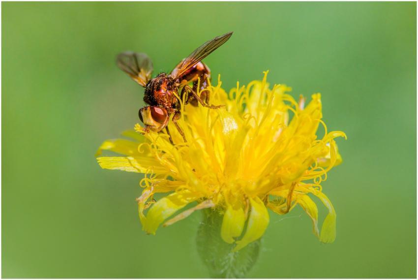 A macro shot of a hoverfly collecting pollen from
