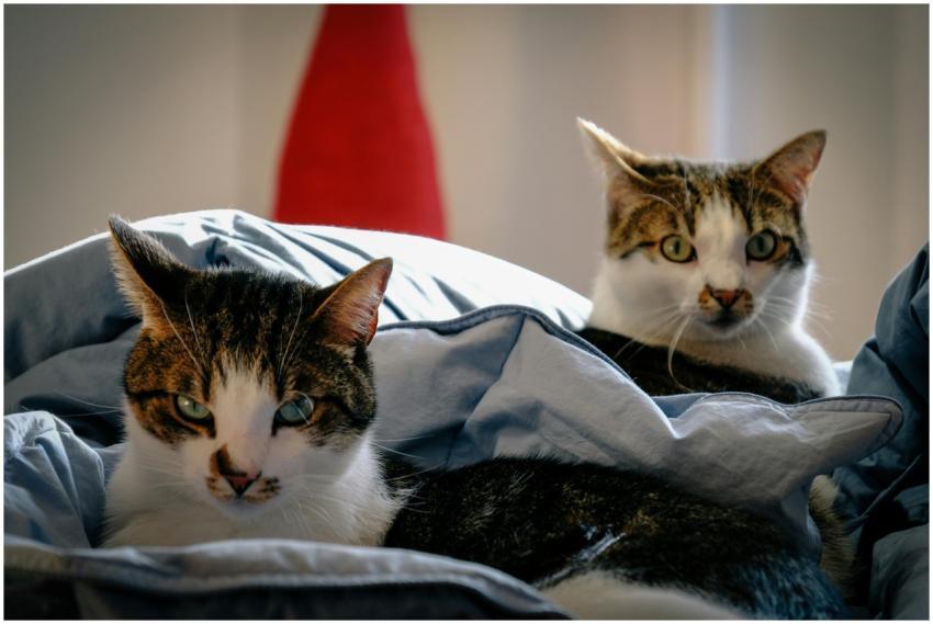 Two adorable tabby cats lounging on a cozy bed ind