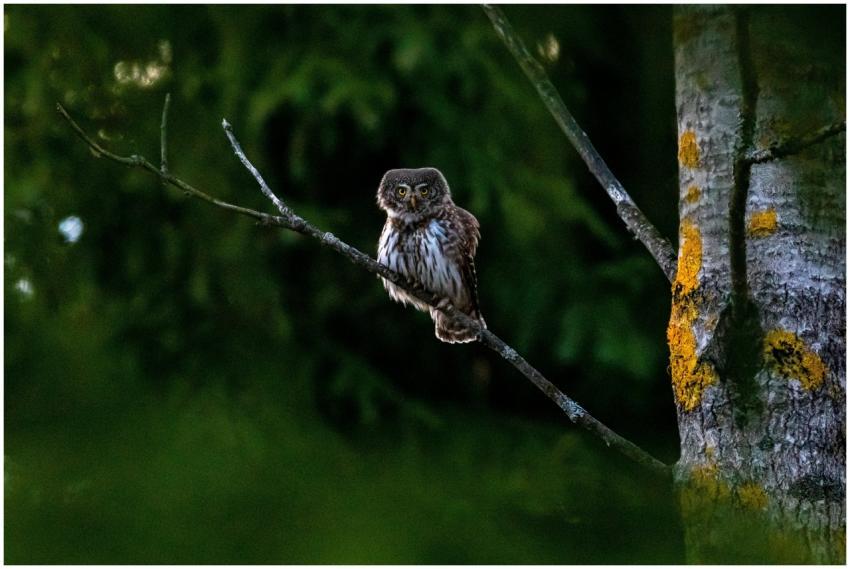 Eurasian Pygmy Owl (Glaucidium passerinum) perched