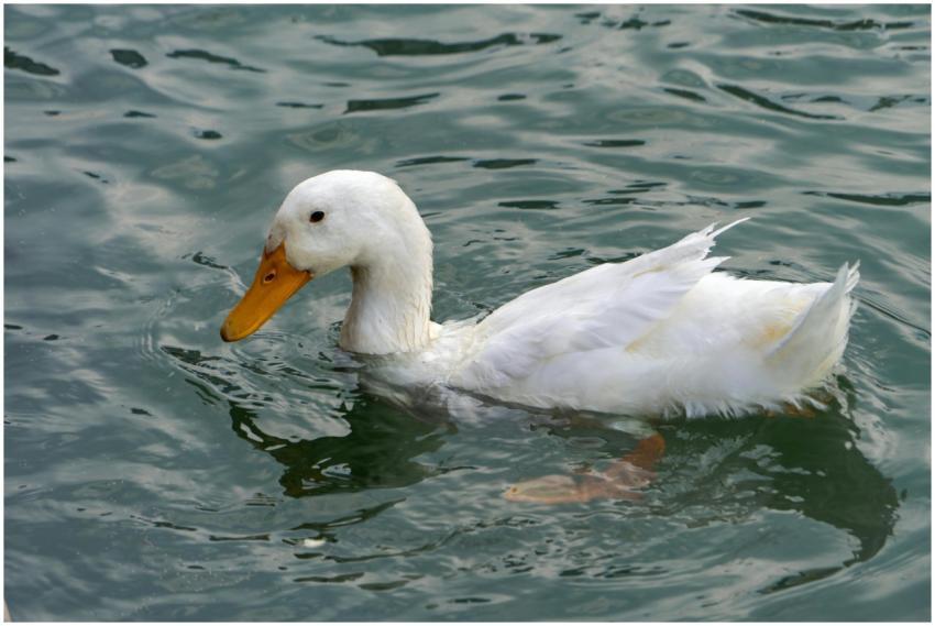 A serene white duck swims gracefully in clear pond