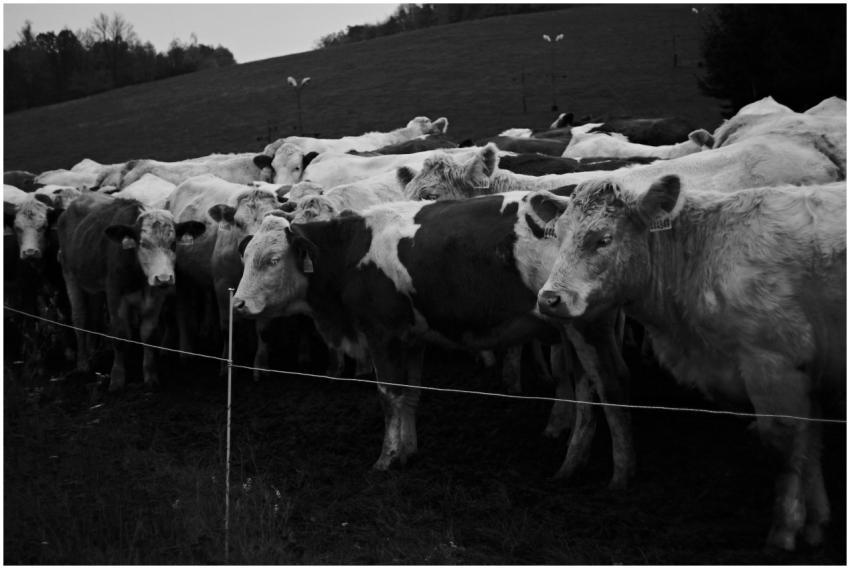 Free stock photo of agriculture, agriculture scene