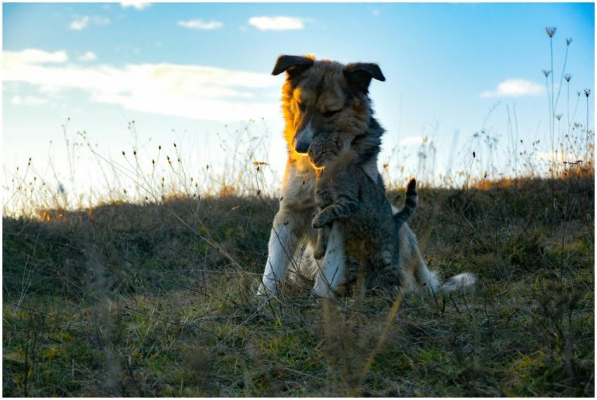 A dog and cat share a warm hug in a grassy outdoor