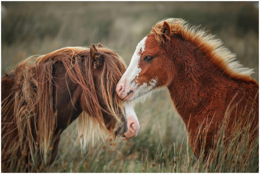 Two horses gently interacting in a rustic field, s