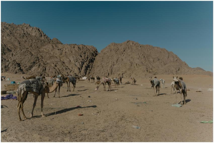 A herd of camels stands in a vast desert with moun