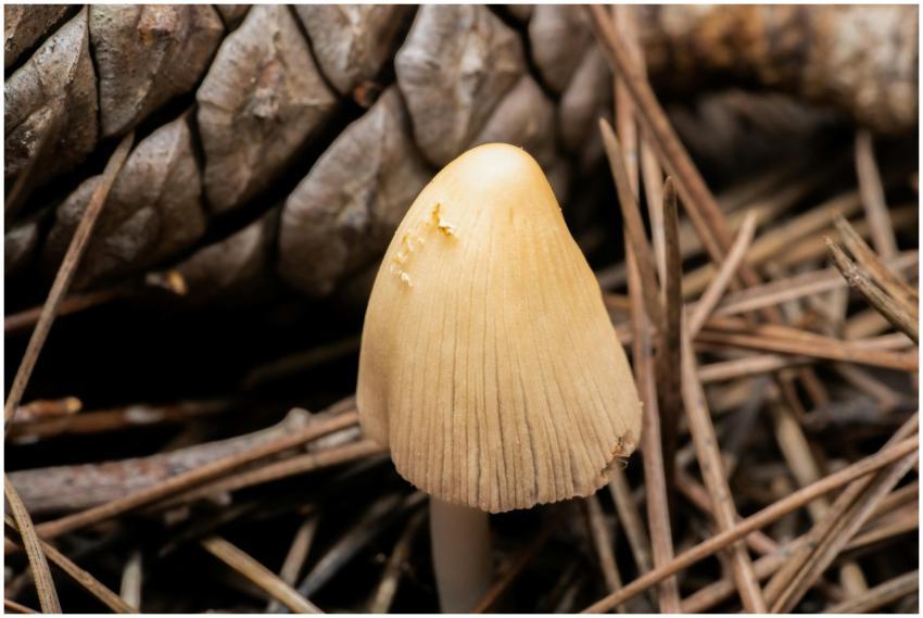 Detailed close-up of a mushroom surrounded by pine