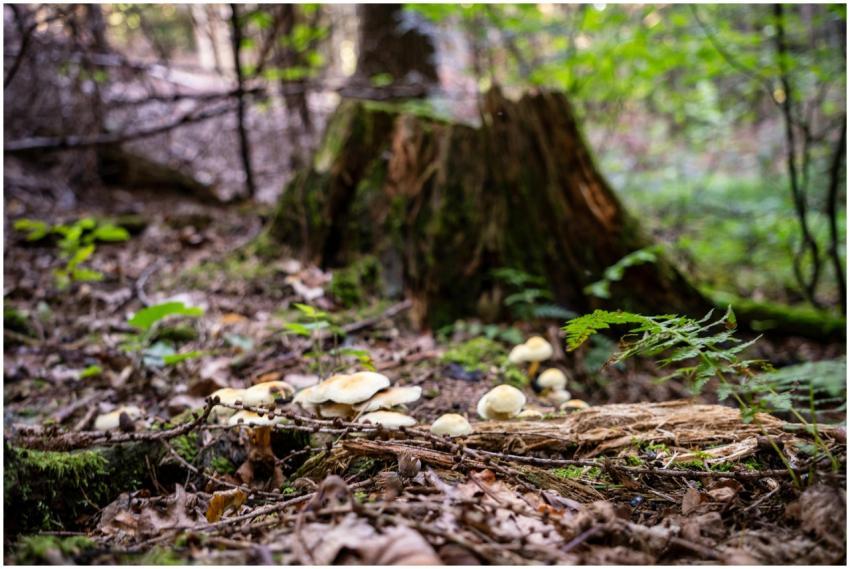 A serene forest scene featuring mushrooms, ferns,