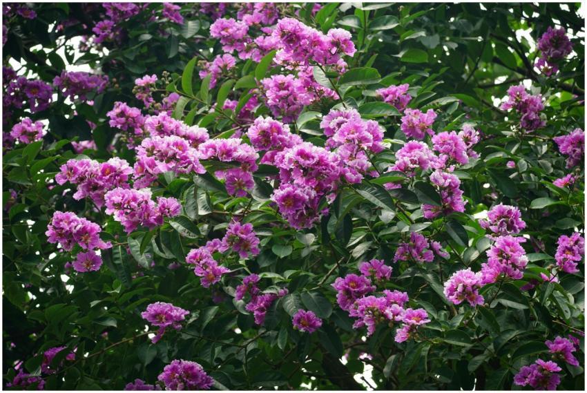A lush display of vivid purple flowers blooming in
