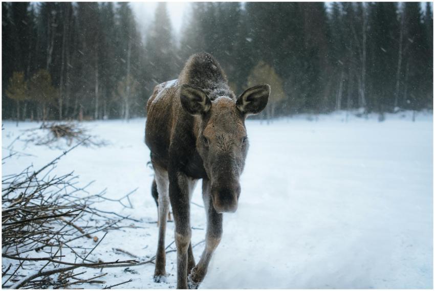 A lone moose stands in a snowy winter forest, capt