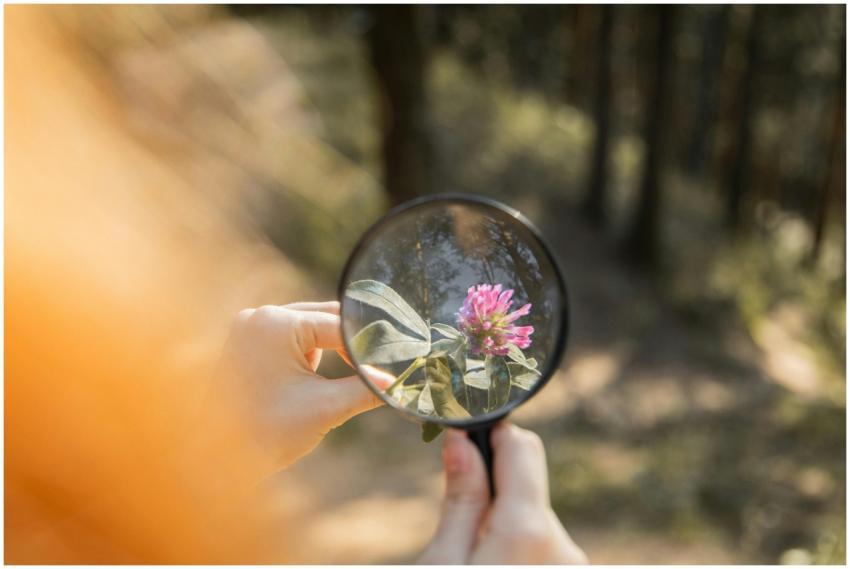 Close-up of a flower magnified by a glass, highlig